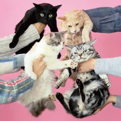 きのこ帝国 / 猫とアレルギー