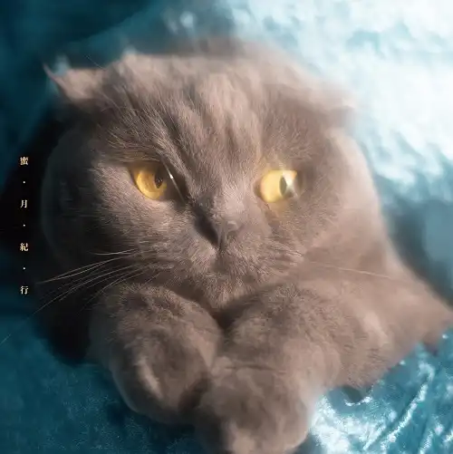猫戦 / 蜜・月・紀・行