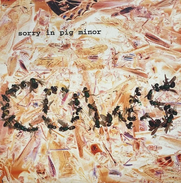 COWS / SORRY IN PIG MINOR