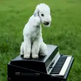 AYU TOKIO / 犬にしても