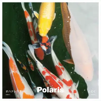 POLARIS / ϥʥ쥲  ȤɤΥʥ쥳ɥ㥱å ()