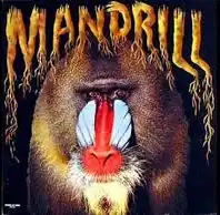 MANDRILL / SAMEΥʥ쥳ɥ㥱å ()