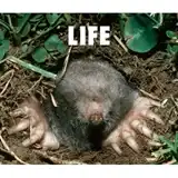 フジファブリック / LIFE