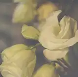 山本精一 / LIGHTS