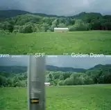 GRAPEVINE / SPF ／ GOLDEN DAWN